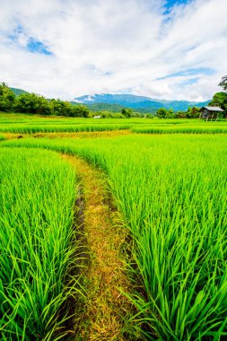 Tayland 'da pirinç tarlaları.