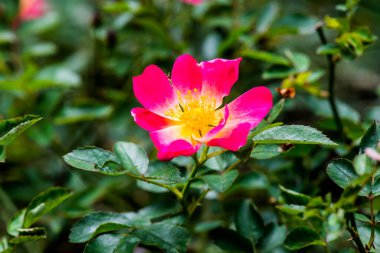 Pembe Gül veya Pembe Gül Bahçede, Tayland.