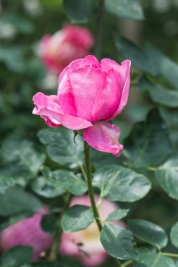 Yves Piaget Rose veya Pembe Gül Bahçede, Tayland.