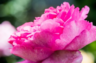 Yves Piaget Rose veya Pembe Gül Bahçede, Tayland.