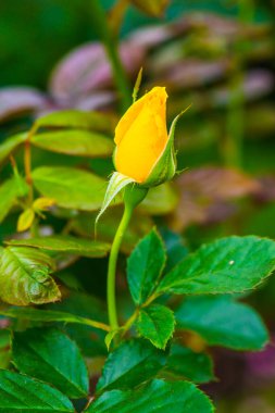 Genç Güneş Parlaması Gül veya Sarı Gül Bahçede, Tayland.