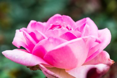 Beverly Rose veya Pembe Gül Bahçede, Tayland.