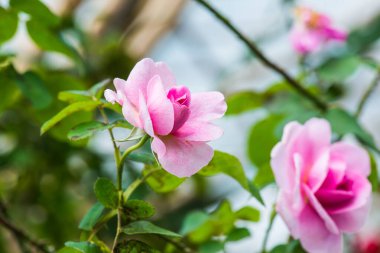 Gertrude Jekyll Rose veya Pembe Gül Bahçede, Tayland.