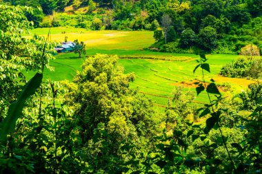 Tayland 'ın Chiangmai eyaletinde tarım manzarası,