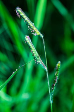 Ulusal Park, Tayland 'da çimen çiçeği.