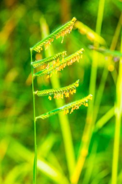 Ulusal Park, Tayland 'da çimen çiçeği.