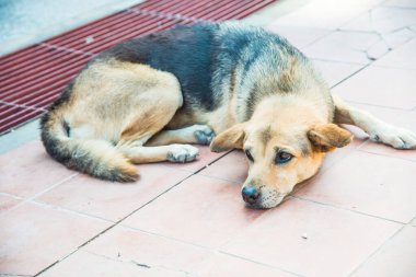 Tayland sosisi seramik zeminde, Tayland.
