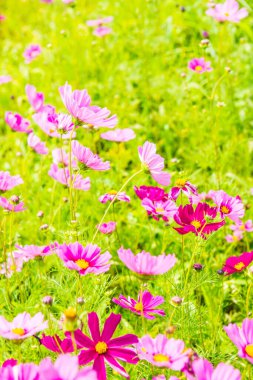 Kozmos tarlası çiçeği, Tayland