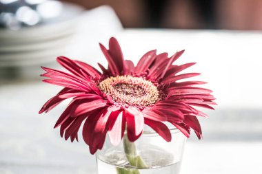 Camda Gerbera çiçeği, Tayland