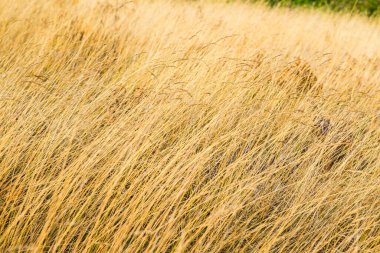 Tayland 'da, dağda kuru çimenler