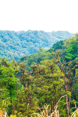 Doi Inthanon Ulusal Parkı, Tayland Ormanı