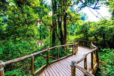 Doi Inthanon Ulusal Parkı 'nda Doi Trail, Tayland