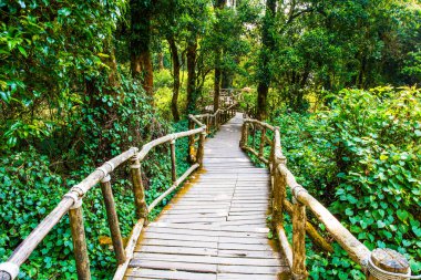 Doi Inthanon Ulusal Parkı 'nda Doi Trail, Tayland