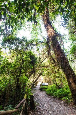 Doi Inthanon Ulusal Parkı 'nda Doi Trail, Tayland