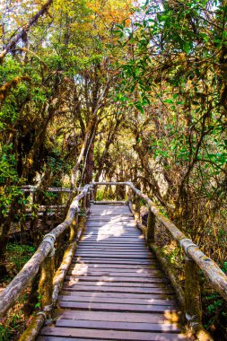 Doi Inthanon Ulusal Parkı 'nda Doi Trail, Tayland