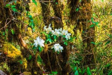 Doi Inthanon Ulusal Parkı, Tayland 'da orman bolluğu