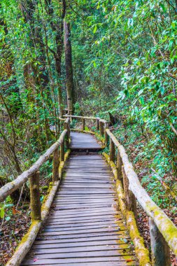 Doi Inthanon Ulusal Parkı 'nda Doi Trail, Tayland