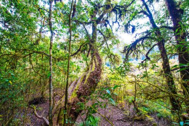 Doi Inthanon Ulusal Parkı, Tayland 'da orman bolluğu