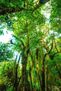 Doi Inthanon Ulusal Parkı, Tayland 'da orman bolluğu