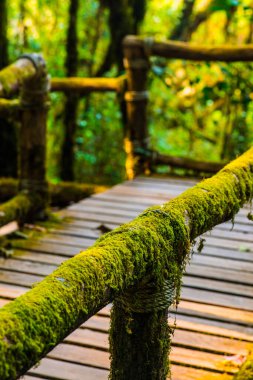 Doi Inthanon Ulusal Parkı 'nda Doi Trail, Tayland