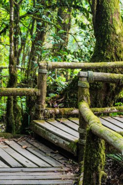 Doi Inthanon Ulusal Parkı 'nda Doi Trail, Tayland