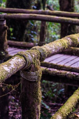 Doi Inthanon Ulusal Parkı 'nda Doi Trail, Tayland