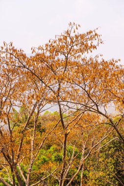 Tayland, ormandaki ağaç tepesi