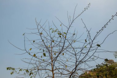 Tayland, ormandaki ağaç tepesi