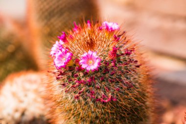 Melocactus 'un çiçeği. Tayland 'da