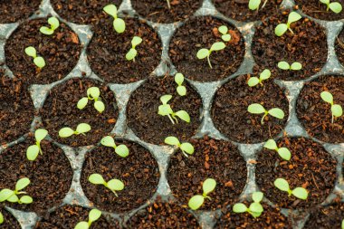 Genç bitki bakım tepsisindeki sebze bahçesi, Tayland.