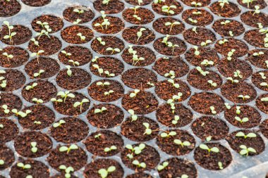 Genç bitki bakım tepsisindeki sebze bahçesi, Tayland.