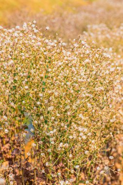 Kırmızı Yaprak Marul Çiçeği, Tayland