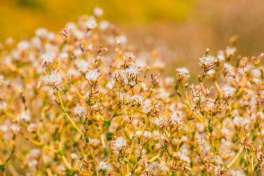 Kırmızı Yaprak Marul Çiçeği, Tayland