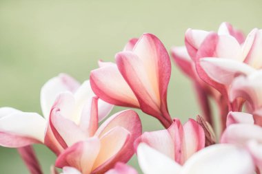 Frangipani çiçeklerini kapat, Tayland