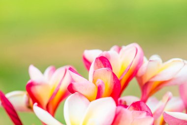 Frangipani çiçeklerini kapat, Tayland