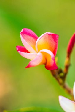 Frangipani çiçeklerini kapat, Tayland