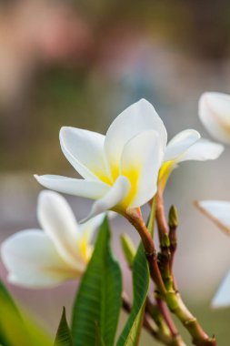 Beyaz Frangipani çiçeklerini kapat, Tayland