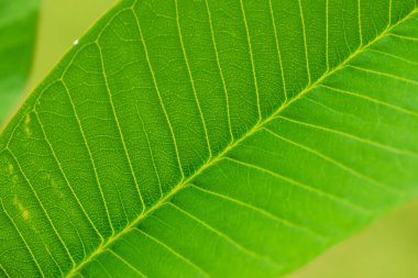 Parkta Frangipani yaprağı, Tayland