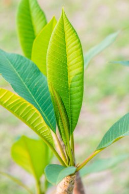 Ağaçta Frangipani yaprağı, Tayland