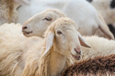 Tayland Koyunlarının Yüzü.