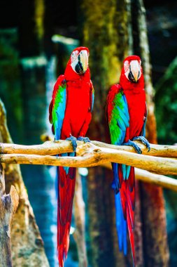 Tayland 'da Macaw kuşu.