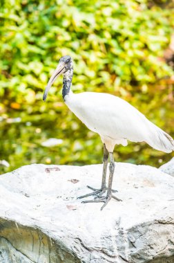 Tayland 'da siyah başlı aynak kuşu.
