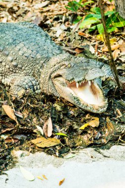 Freshwater Crocodile or Siamese Crocodile, Thailand clipart
