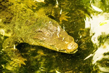 Tatlı su timsahı veya siyam timsahı, Tayland