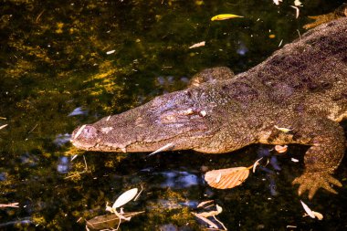 Freshwater Crocodile or Siamese Crocodile, Thailand clipart