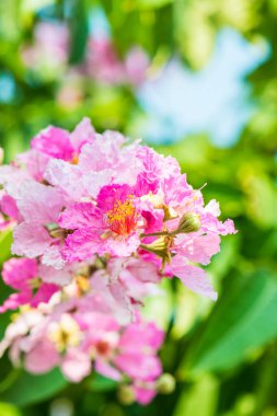 Yeşil yapraklı Lagerstroemia çiçekleri, Tayland