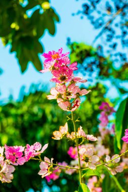 Lagerstroemia çiçekleri mavi gökyüzü, Tayland