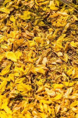 Tayland 'da Altın Sağanak Çiçekleri