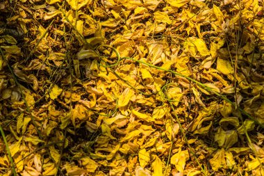 Tayland 'da Altın Sağanak Çiçekleri