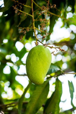 Ağaçta mango meyvesi, Tayland